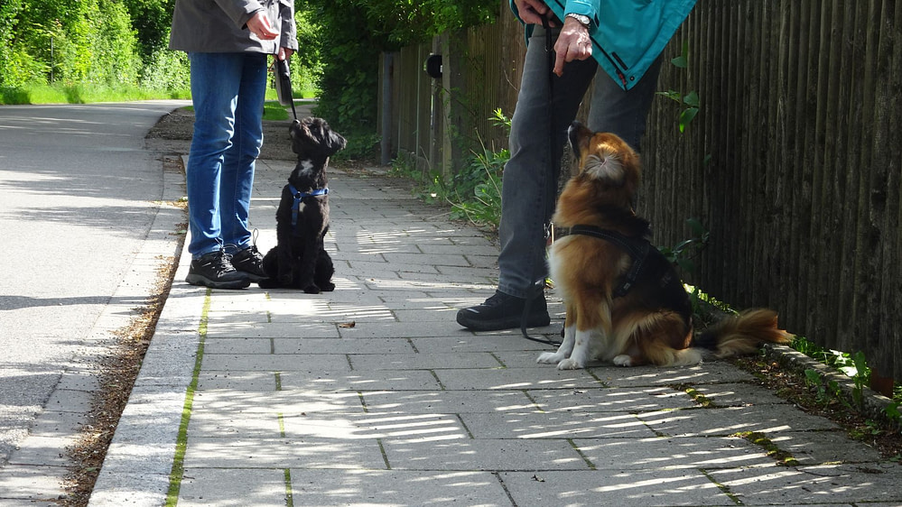 Der Grundkurs für Hunde