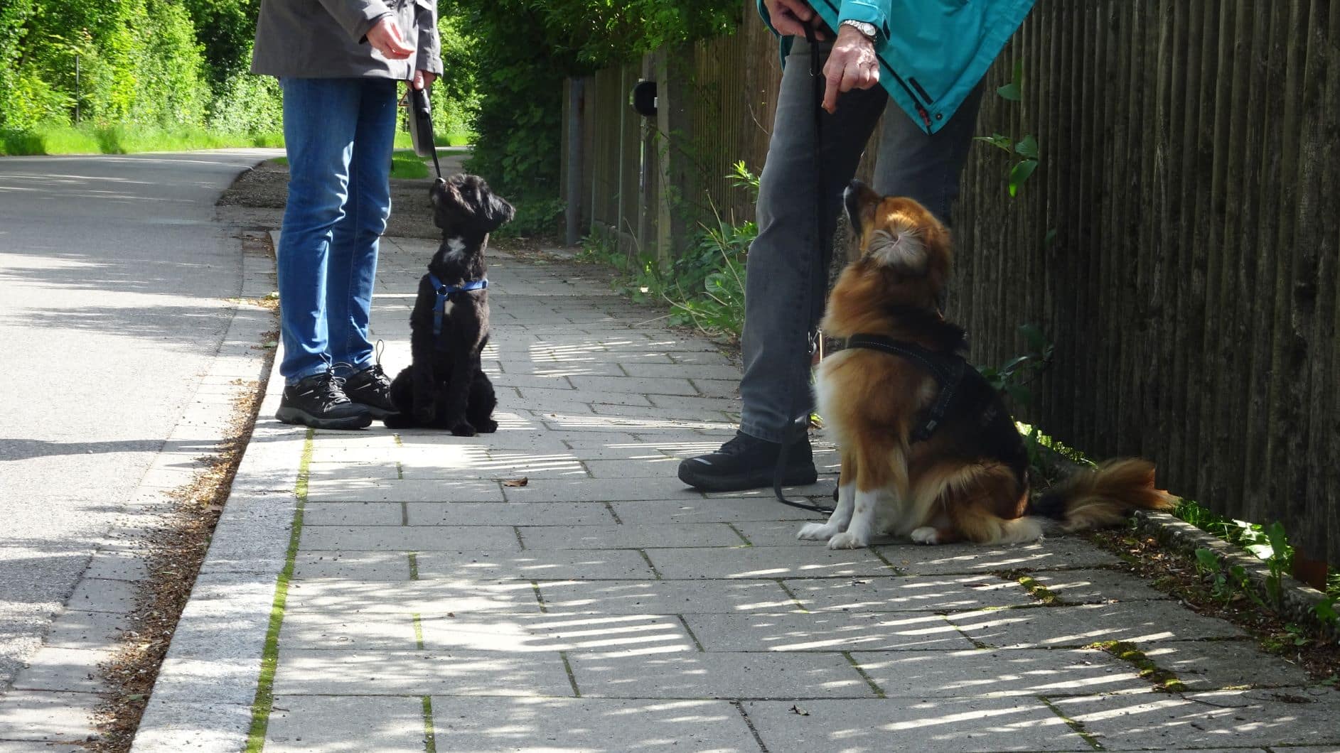 Der Grundkurs für Hunde