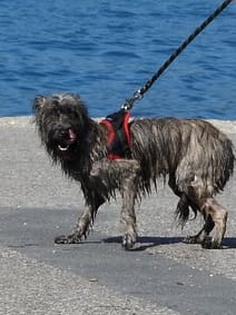 Hund Angst HUnd Angst