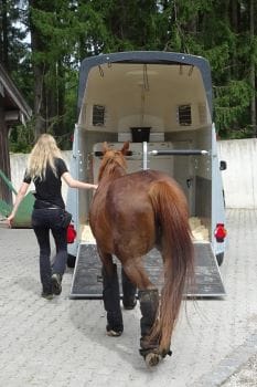 Stressfreies Verladen von Pferd Pferd in Hänger einsteigen