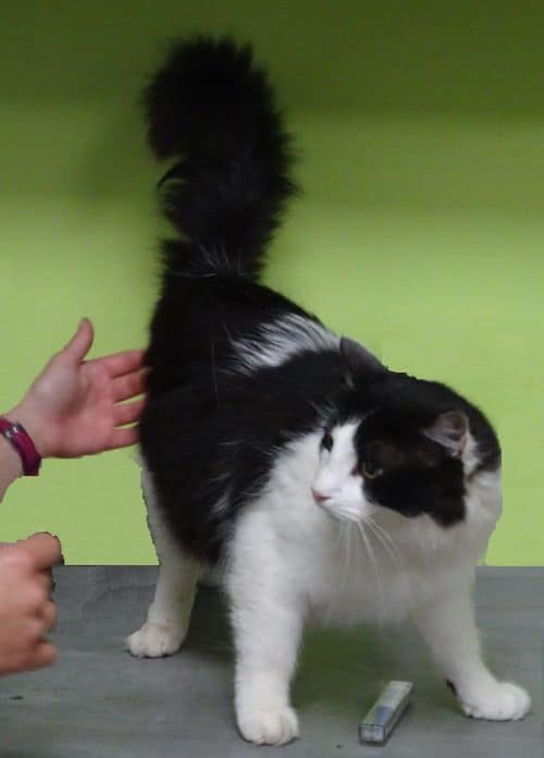 Katze Angst vorm Anfassen