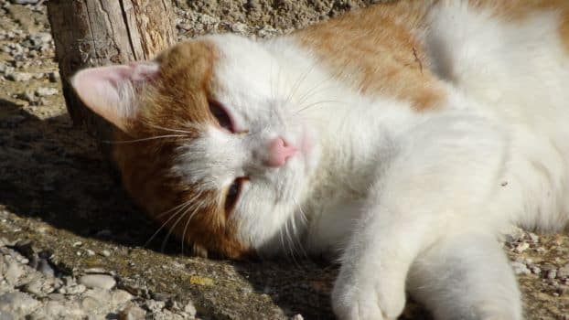 Entspannte Katze