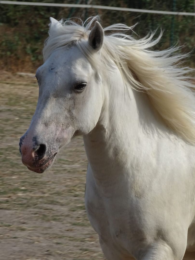 Pferde Verhaltenstherapie