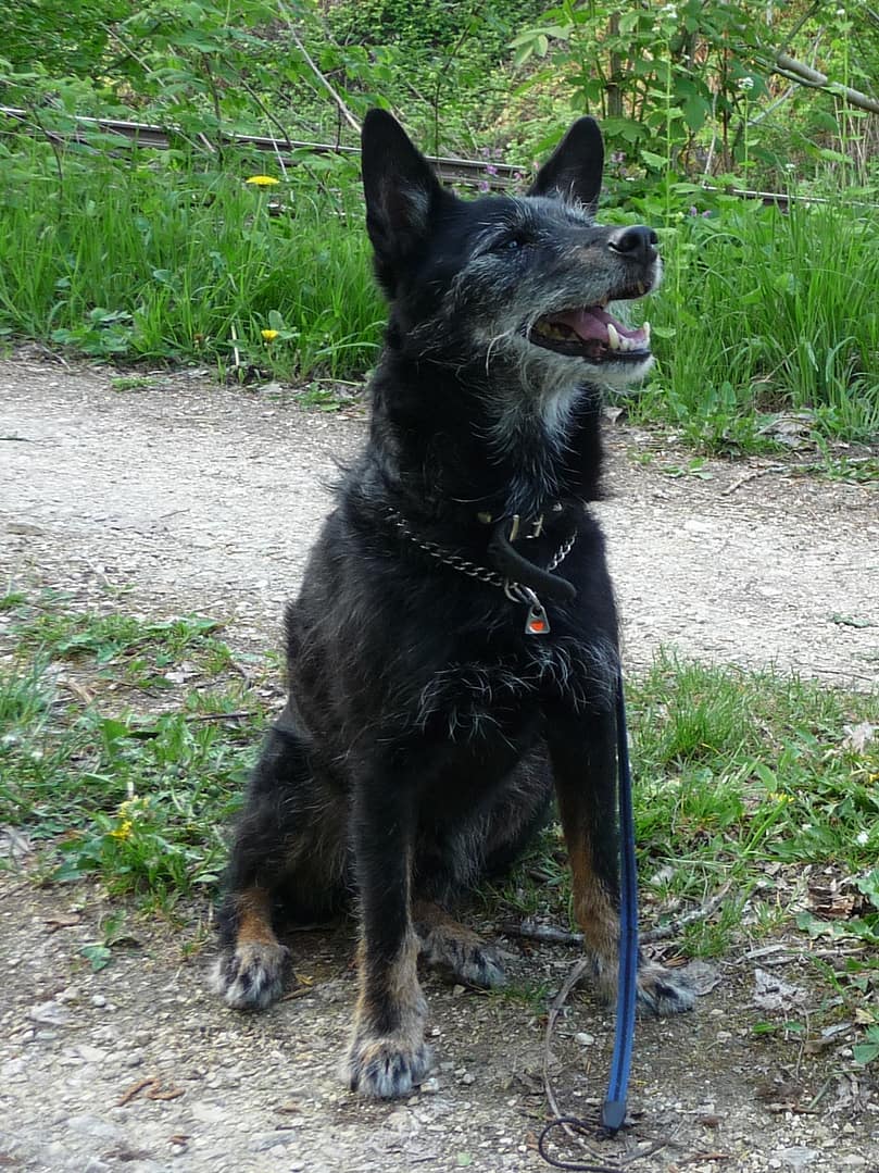 Hunde Verhaltenstherapie Verhaltenstherapie für Hunde