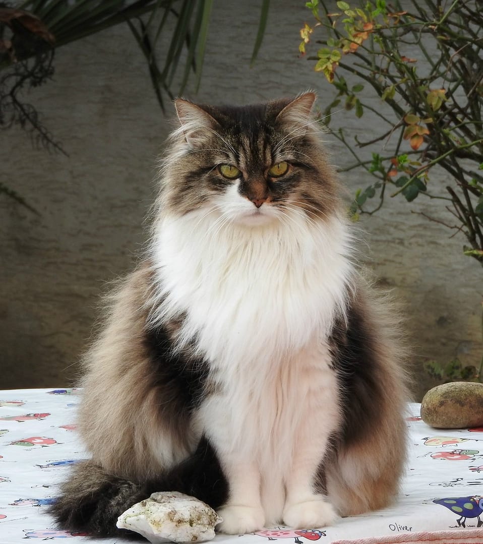 Verhaltenstherapie Katze Katzen Verhaltenstherapie