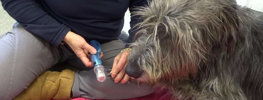 Medical Training - Mit Belohnung stressfrei zum Tierarzt